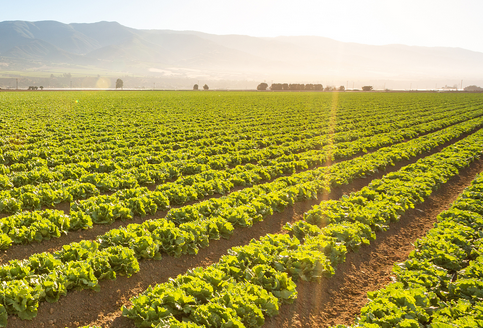 土壤養(yǎng)分速測儀在農(nóng)業(yè)生產(chǎn)中的應(yīng)用