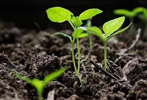 土壤水分測定儀器有哪些？萊恩德土壤水分測定儀